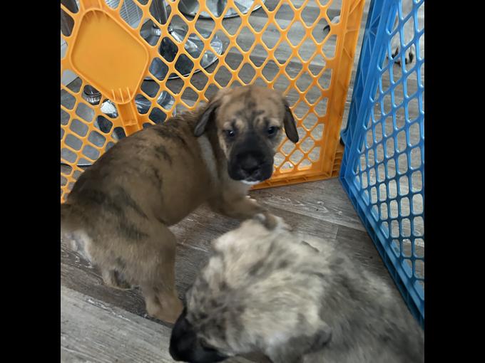 Daniff x wolfhound