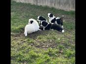 Miniature Australian Shepherd