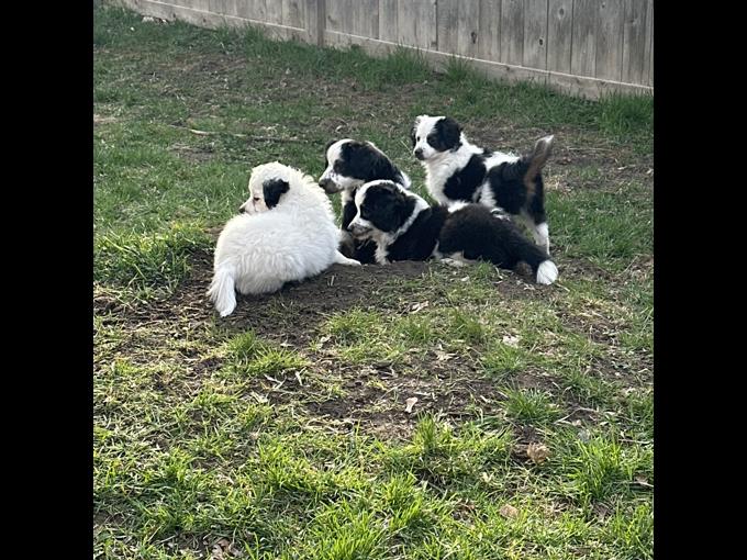 Miniature Australian Shepherd