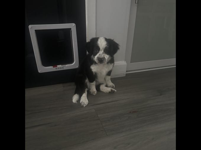 Miniature Australian Shepherd