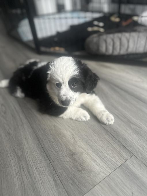 Miniature Australian Shepherd