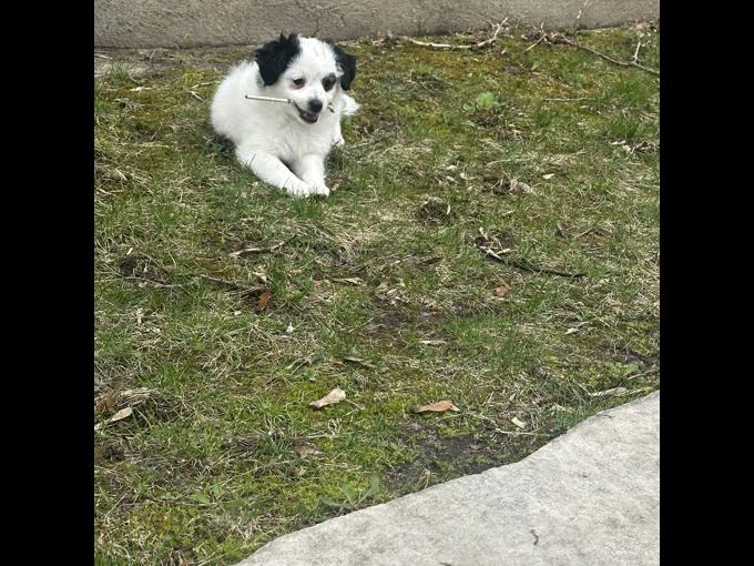 Miniature Australian Shepherd