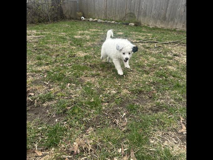 Miniature Australian Shepherd