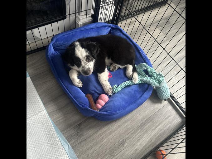 Miniature Australian Shepherd