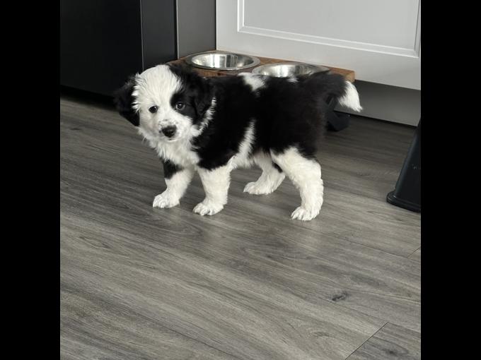 Miniature Australian Shepherd