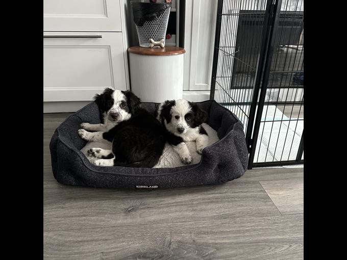 Miniature Australian Shepherd