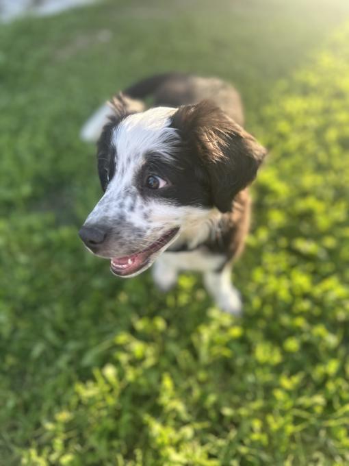 Miniature Australian Shepherd