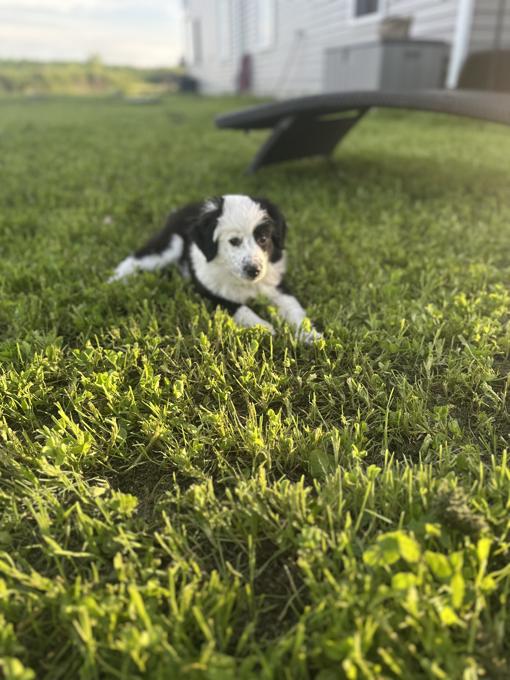 Miniature Australian Shepherd