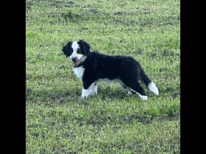 Miniature Australian Shepherd