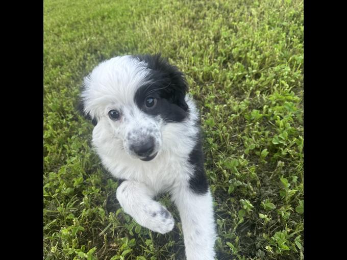 Miniature Australian Shepherd