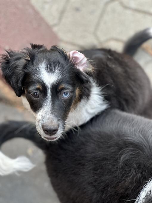 Miniature Australian Shepherd