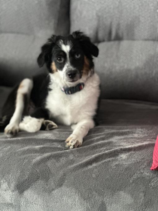 Miniature Australian Shepherd