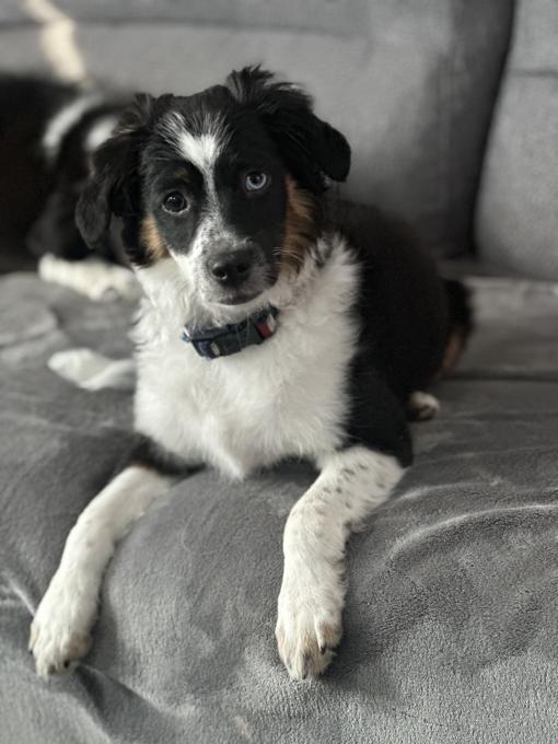 Miniature Australian Shepherd