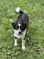 Miniature Australian Shepherd