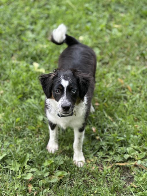Miniature Australian Shepherd