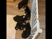 Border collies