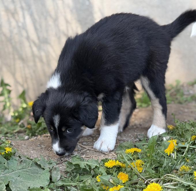 Border collies