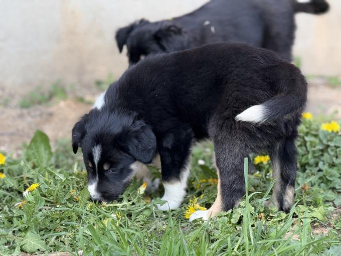 Border collies