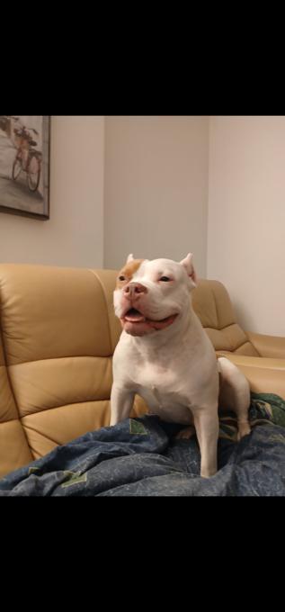 American bullies