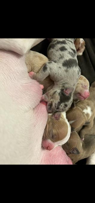 American bullies