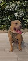 American bullies