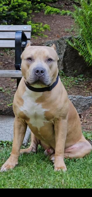 American bullies