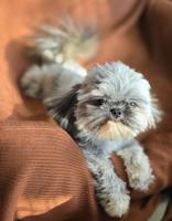 Bichon shihtzu