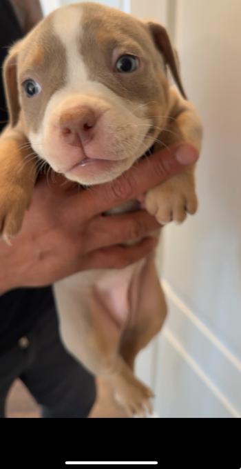 Bulldog