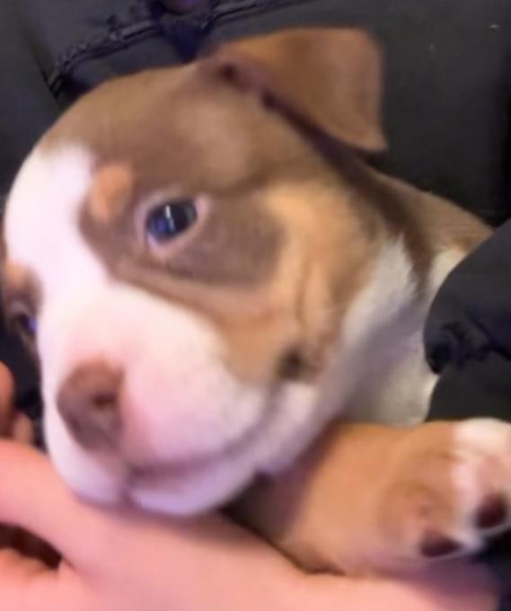 Bulldog