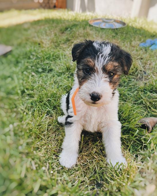 Wire fox terriers