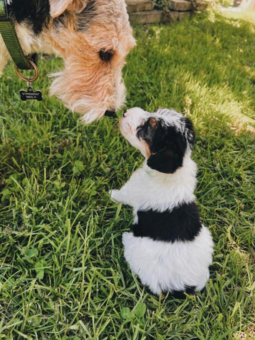 Wire fox terriers