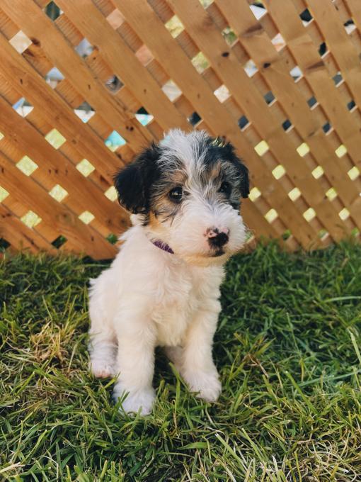 Wire fox terriers