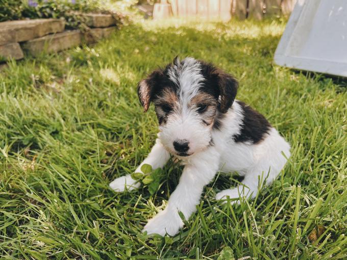 Wire fox terriers