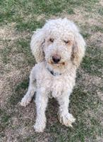 Poodle