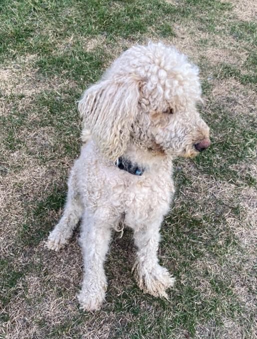 Poodle