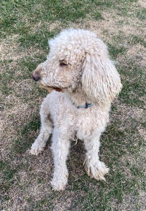 Poodle