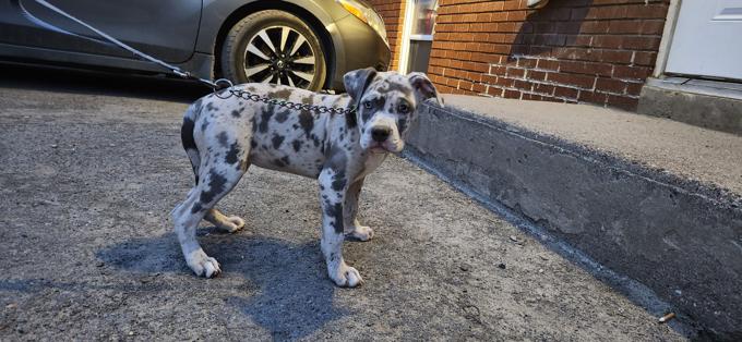 American Bully