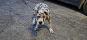 American Bully