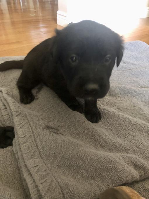 Golden Retriever Chocolate Lab
