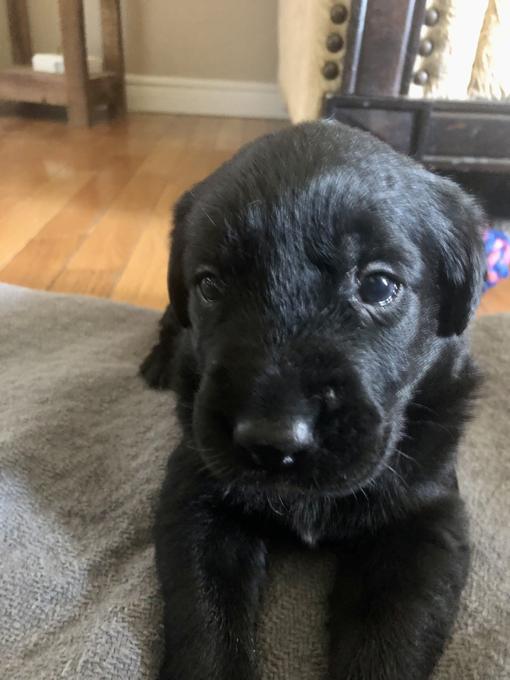 Golden Retriever Chocolate Lab