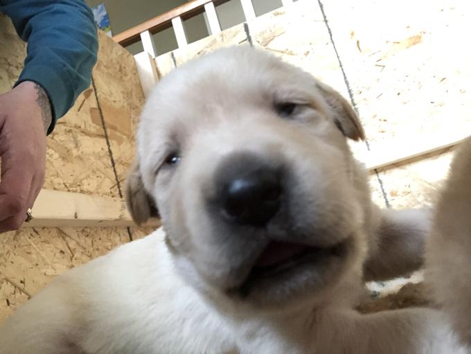 Golden Retriever Chocolate Lab