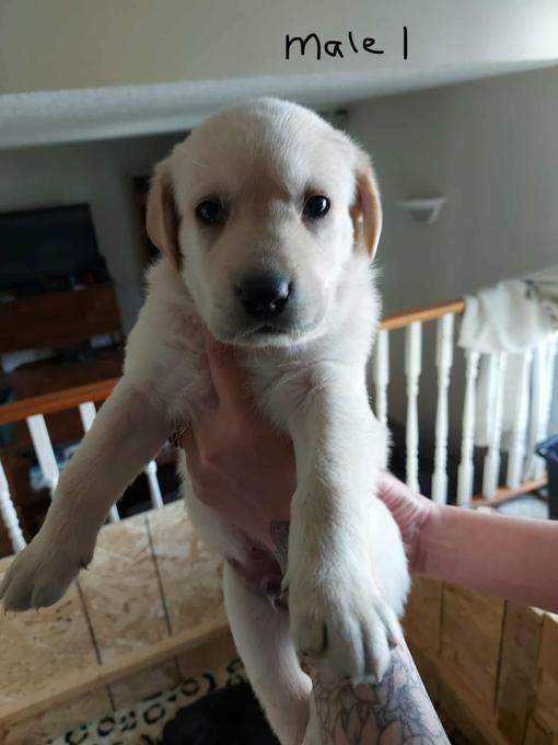 Golden Retriever Chocolate Lab