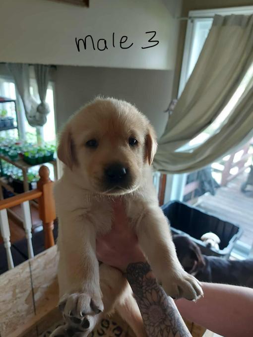 Golden Retriever Chocolate Lab