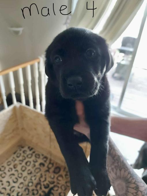 Golden Retriever Chocolate Lab