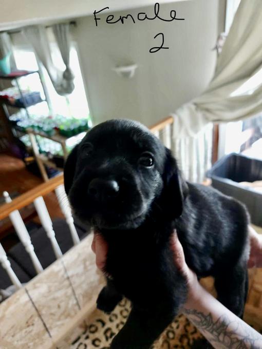 Golden Retriever Chocolate Lab