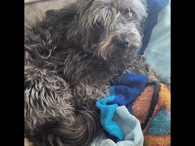 Miniature Schnauzer