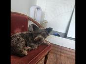 Miniature Schnauzer