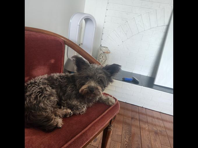 Miniature Schnauzer