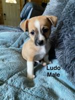 Chihuahua Jack Russell