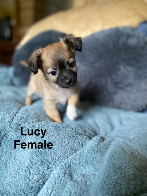 Chihuahua Jack Russell